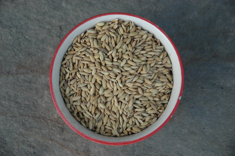 Rice grain with husk