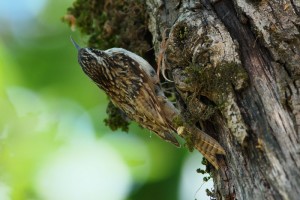 Bar-tailed Treecreeper