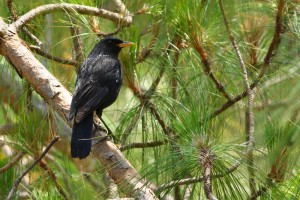 Blue Whistling Thrush