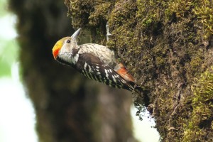 Brown-fronted Woodpecker