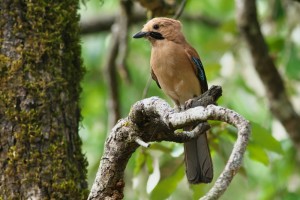 Eurasian Jay