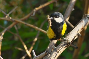 Green-backed Tit