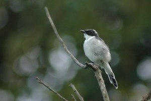 Grey Bushchat