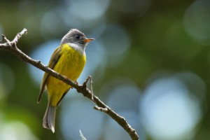 Grey-headed Canary-flycatcher