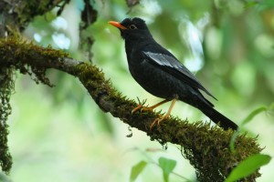 Grey-winged Blackbird 