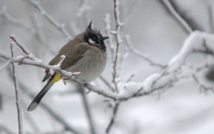 Himalayan Bulbul