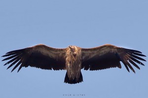 Himalayan Vulture