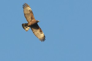 Oriental Honey-buzzard