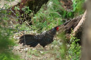 Kalij Pheasant