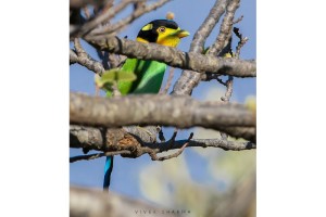 Long-tailed Broadbill