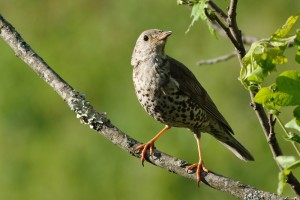 Mistle Thrush