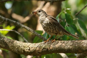 Mistle Thrush with worm