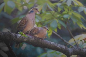 Oriental Turtle Dove