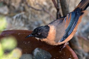 Rufous Sibia