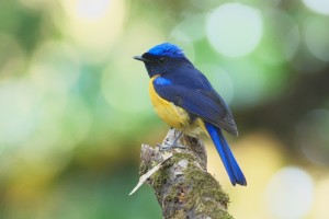 Rufous-bellied Niltava