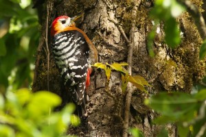 Rufous-bellied Woodpecker