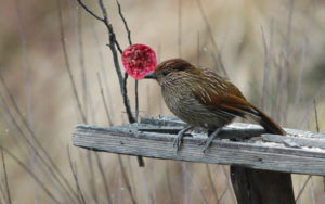 Straited Laughing Thrush