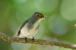 Ultramarine Flycatcher female