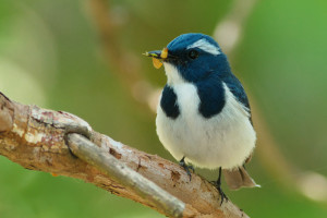 Ultramarine Flycatcher male