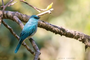 Verditer Flycatcher