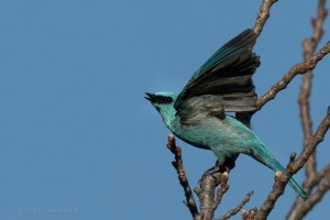 Verditer Flycatcher in Flight