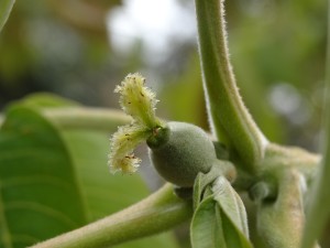 Female flower