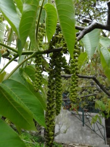 Velvety new leaves and male flowers