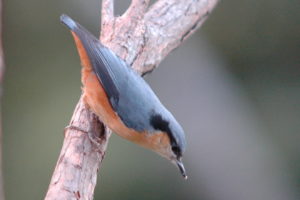 White-tailed Nuthatch