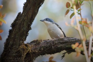 White-browed Shrike-babbler